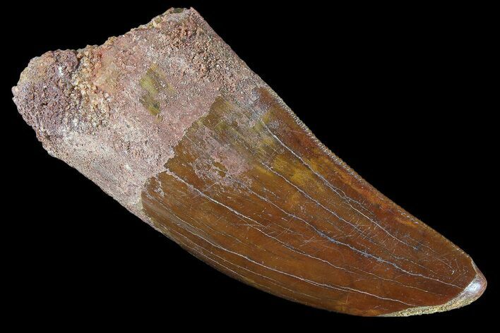 Thick, Carcharodontosaurus Tooth - Serrated Blade #85724